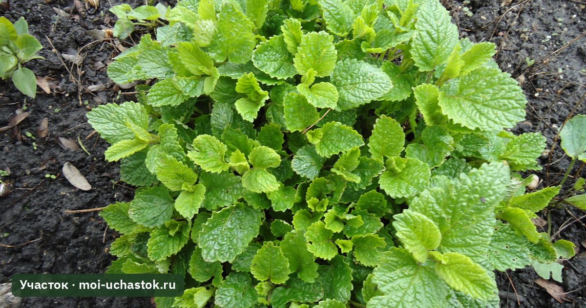 Куст мелиссы лекарственной на грядке