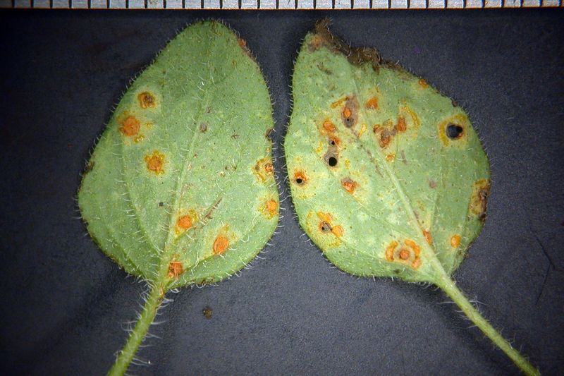 Ржавчина мяты (Puccinia menthae) на листьях