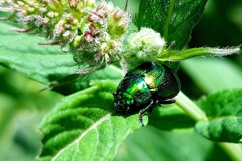 Мятный листоед (Chrysolina herbacea) на листе мяты