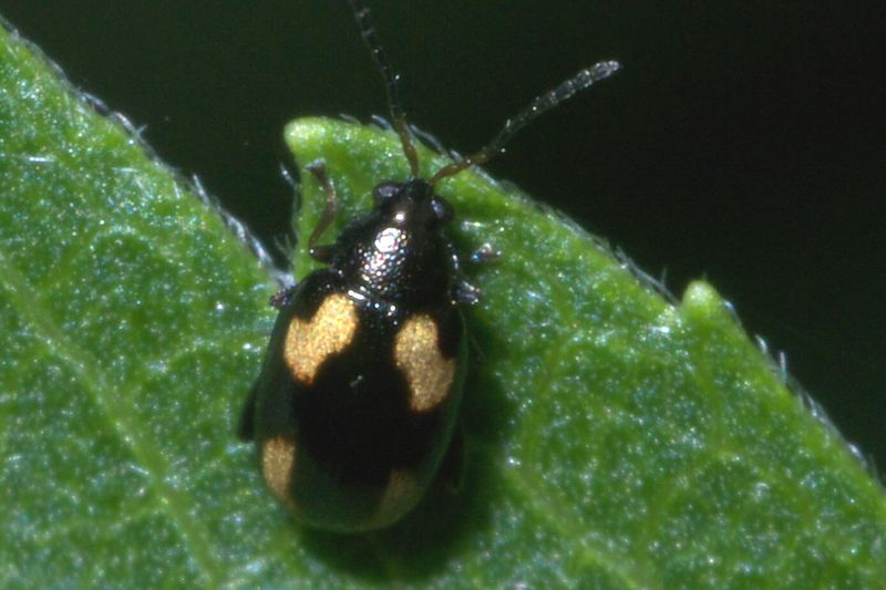 Крестоцветная блошка (Phyllotreta striolata) на листе