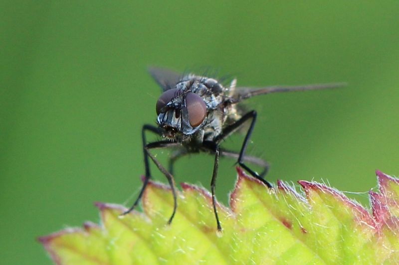 Капустная муха (Delia radicum)