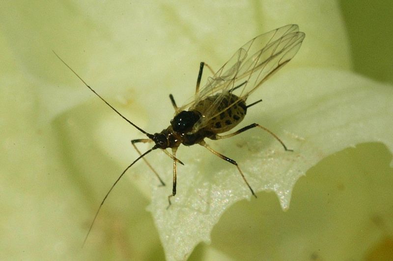 Салатная тля (Nasonovia ribisnigri) на листе салата