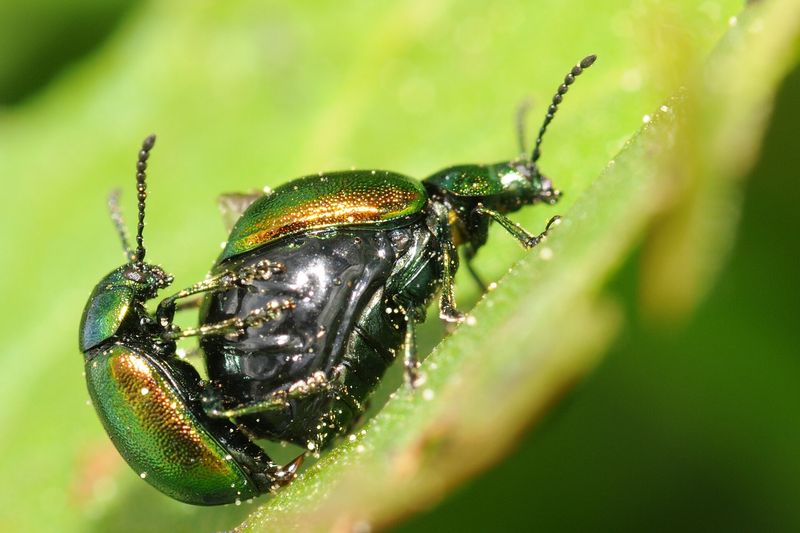 Щавелевый листоед (Gastrophysa viridula)