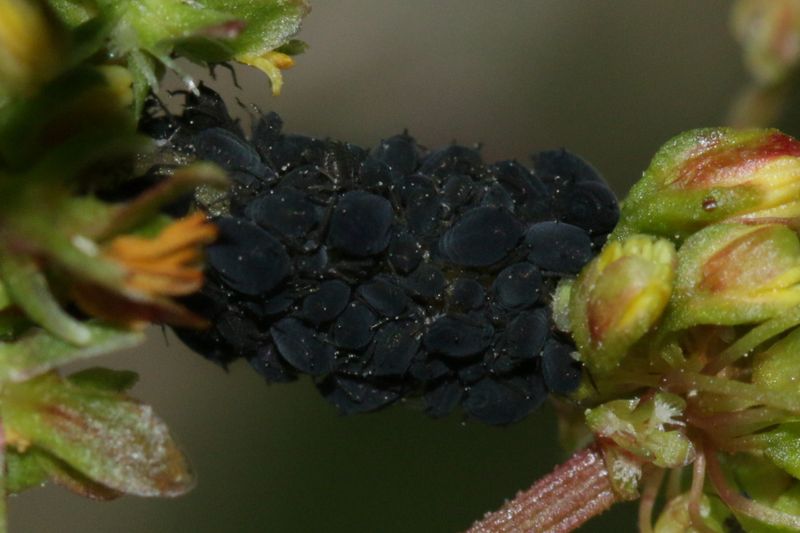 Щавелевая тля (Aphis rumicis)