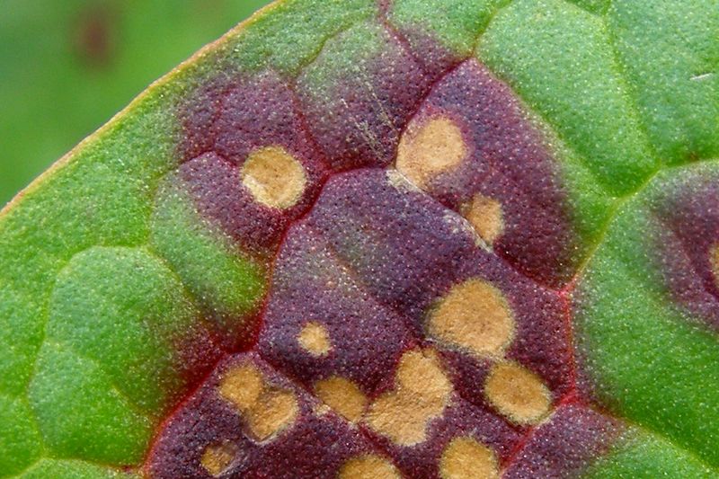 Пятнистость листьев щавеля (Ramularia rubella)