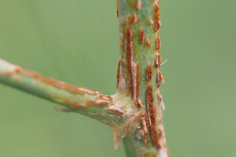 Ржавчина спаржи (Puccinia asparagi) на стебле