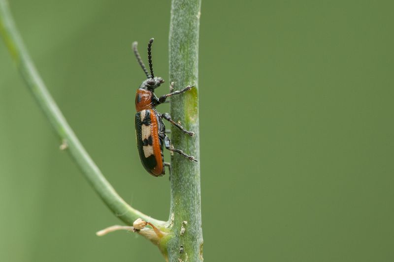 Спаржевая трещотка (Crioceris asparagi) на стебле
