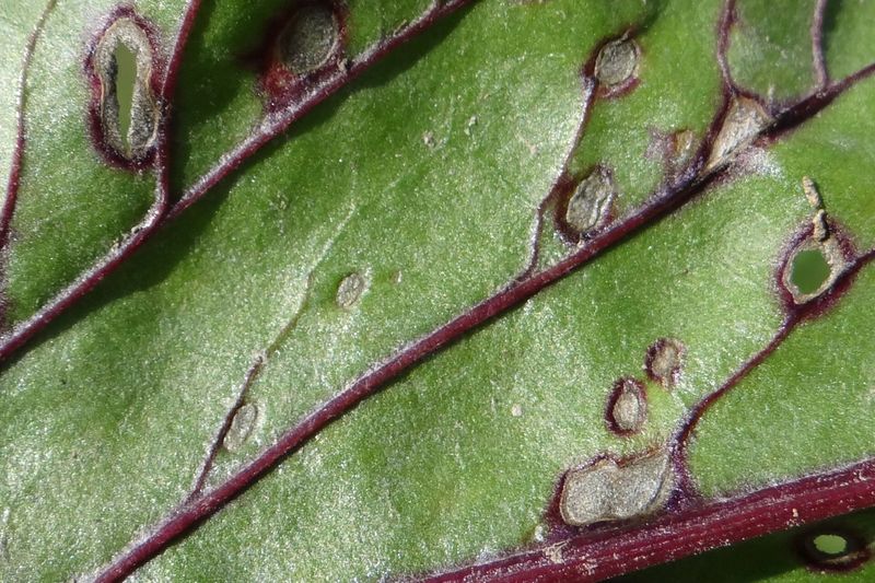 Пятна церкоспороза (Cercospora beticola) на листе свёклы