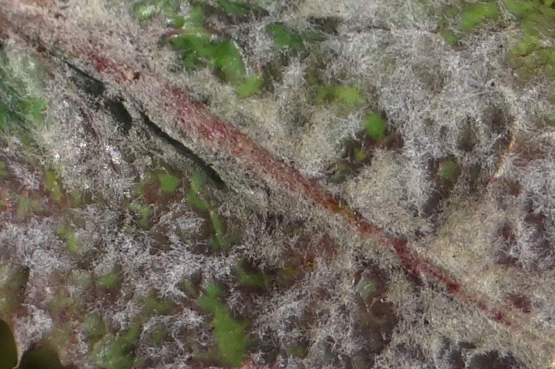 Мучнистая роса (Golovinomyces cichoracearum) на листе