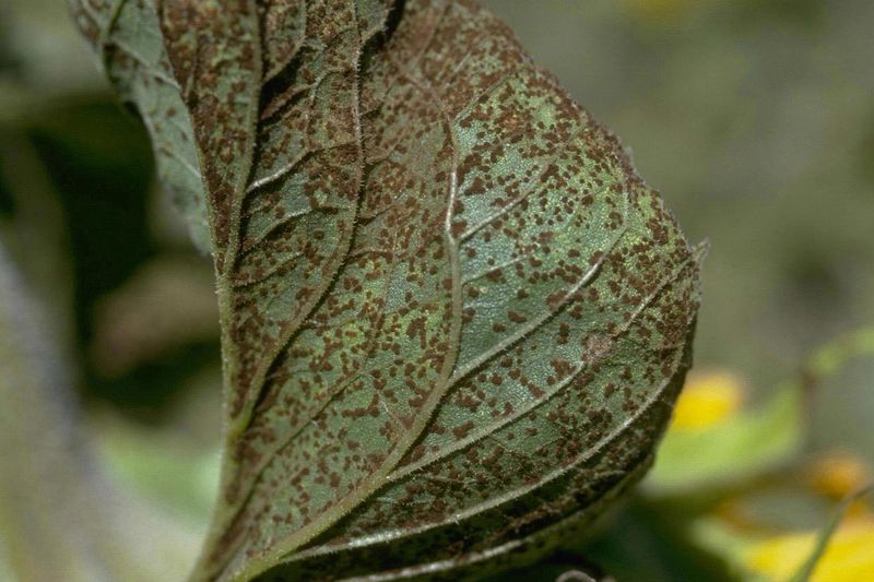 Ржавчина подсолнечника (Puccinia helianthi) на листе