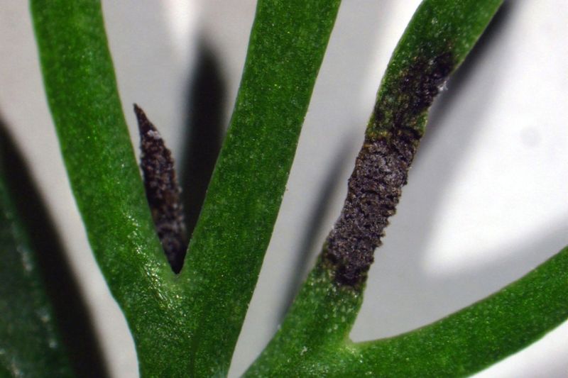 Церкоспороз укропа (Cercosporidium punctum) на стебле