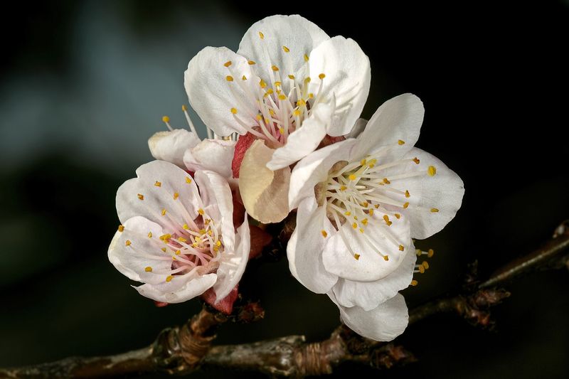 Абрикос (Prunus armeniaca)