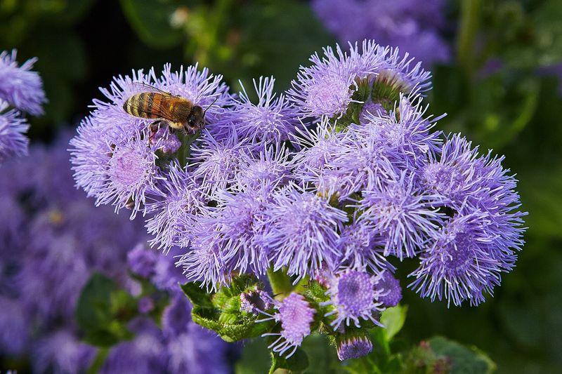 Агератум (Ageratum houstonianum)