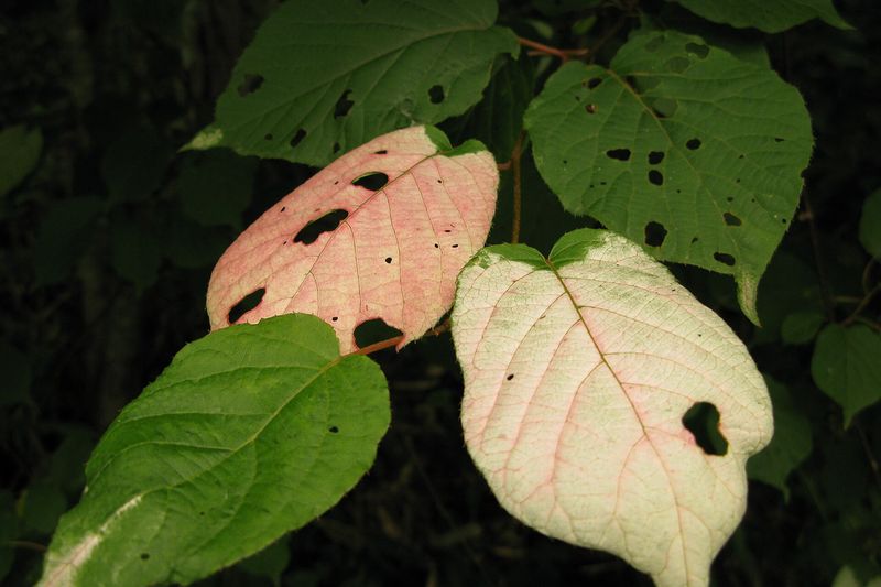 Актинидия коломикта (Actinidia kolomikta)