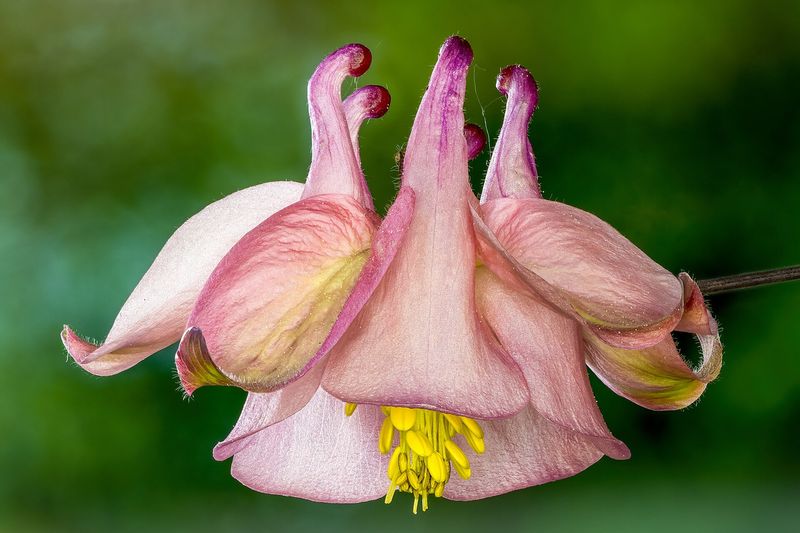 Аквилегия (водосбор) (Aquilegia vulgaris, Aquilegia × hybrida)