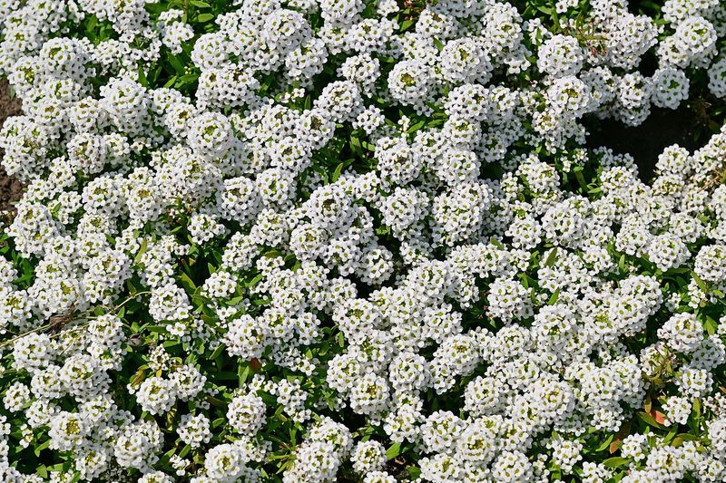 Алиссум (Lobularia maritima)