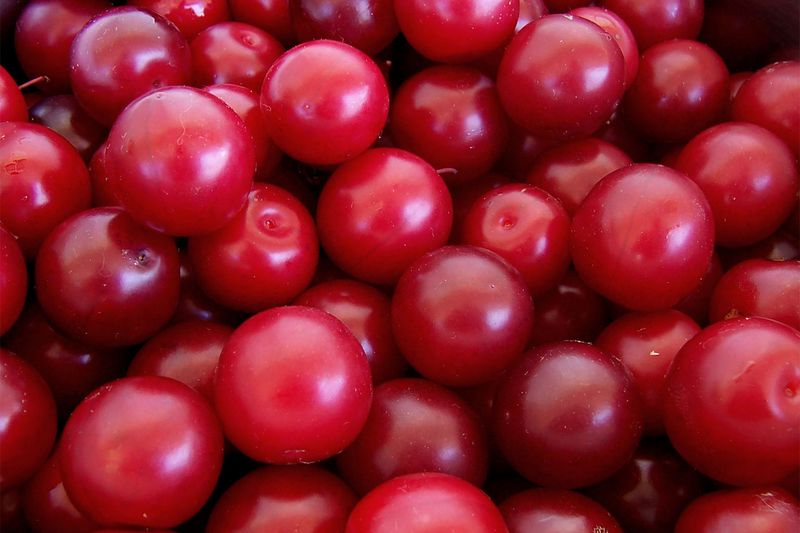 Алыча русская (Prunus cerasifera × P. salicina)