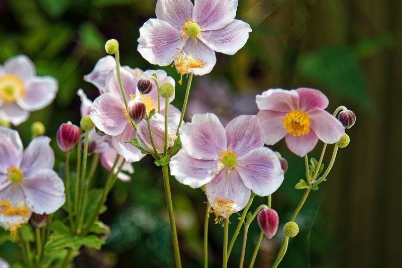 Анемона (ветреница) (Anemone)