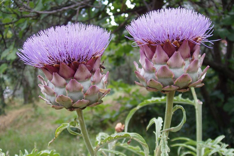 Артишок (Cynara cardunculus var. scolymus)