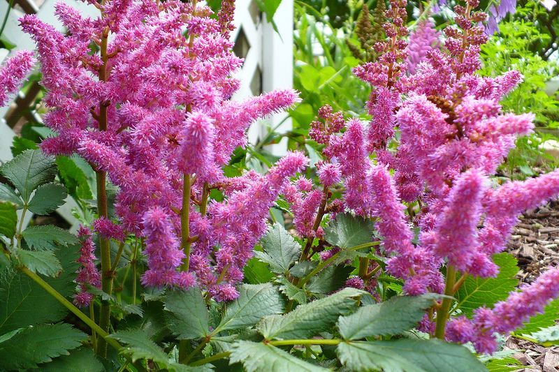 Астильба (Astilbe)
