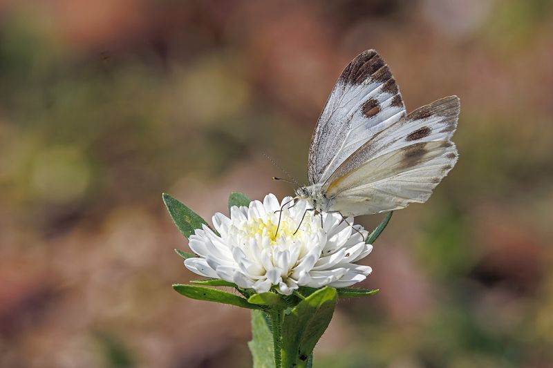 Астра однолетняя (каллистефус) (Callistephus chinensis)