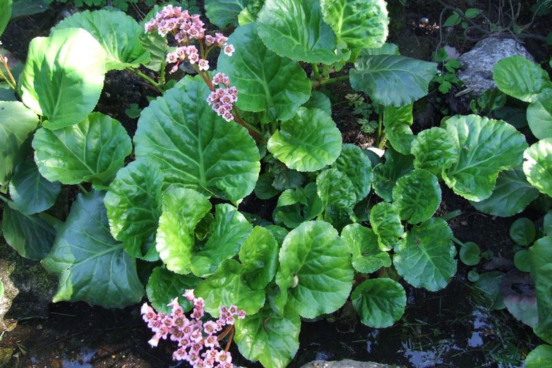 Бадан толстолистный (Bergenia crassifolia, Bergenia cordifolia)