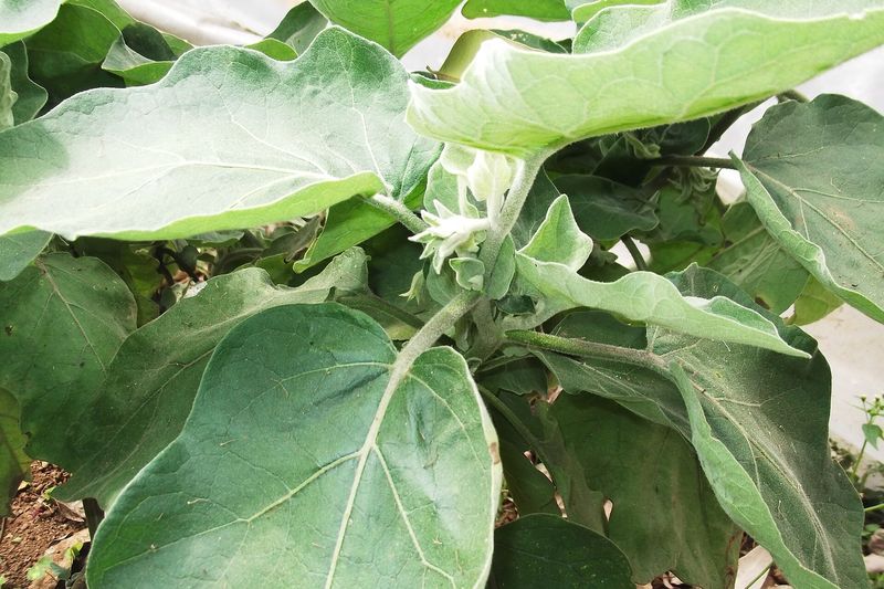 Баклажан (Solanum melongena)