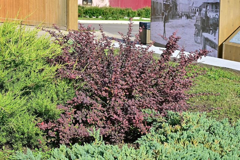 Барбарис (Berberis thunbergii, Berberis vulgaris)