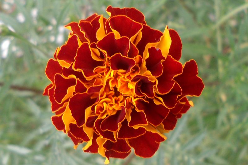 Бархатцы (Tagetes)