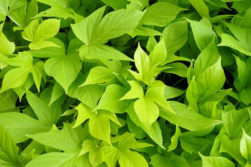 Батат (Ipomoea batatas)