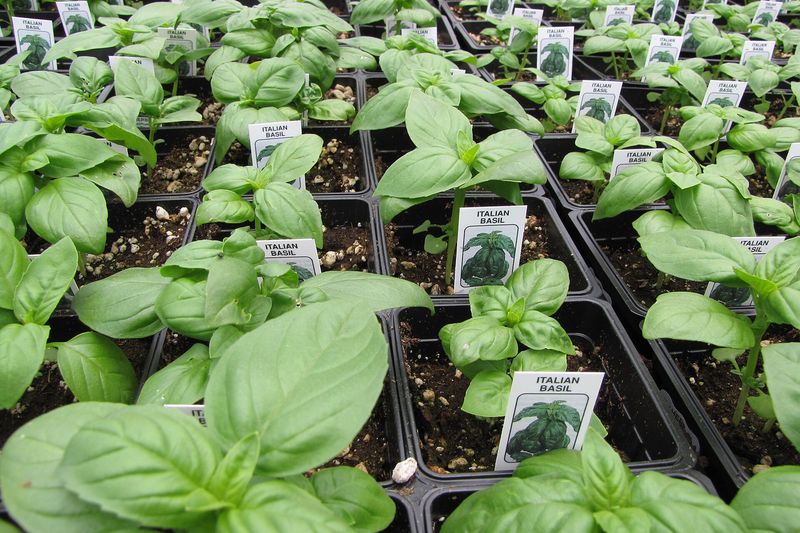 Базилик (Ocimum basilicum)