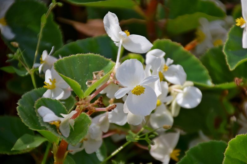 Бегония (Begonia semperflorens, Begonia × tuberhybrida)