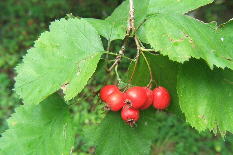 Боярышник (Crataegus sanguinea, Crataegus pinnatifida, Crataegus monogyna)
