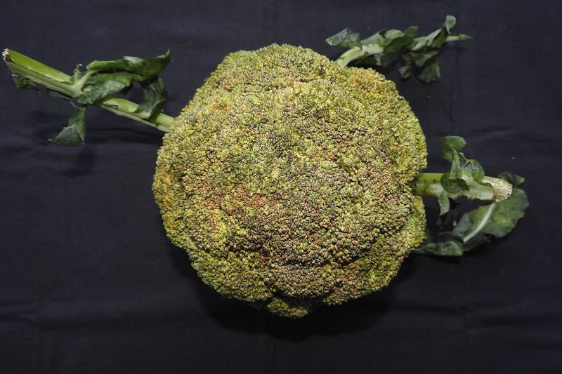 Брокколи (Brassica oleracea var. italica)