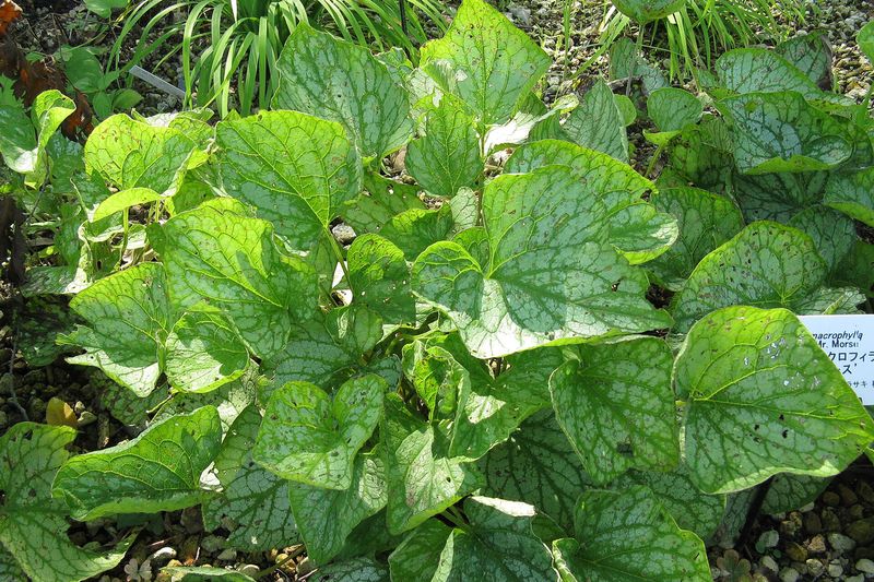 Бруннера (Brunnera macrophylla, Brunnera sibirica)