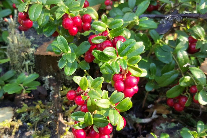 Брусника садовая (Vaccinium vitis-idaea)