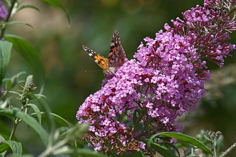 Буддлея Давида (Buddleja davidii)