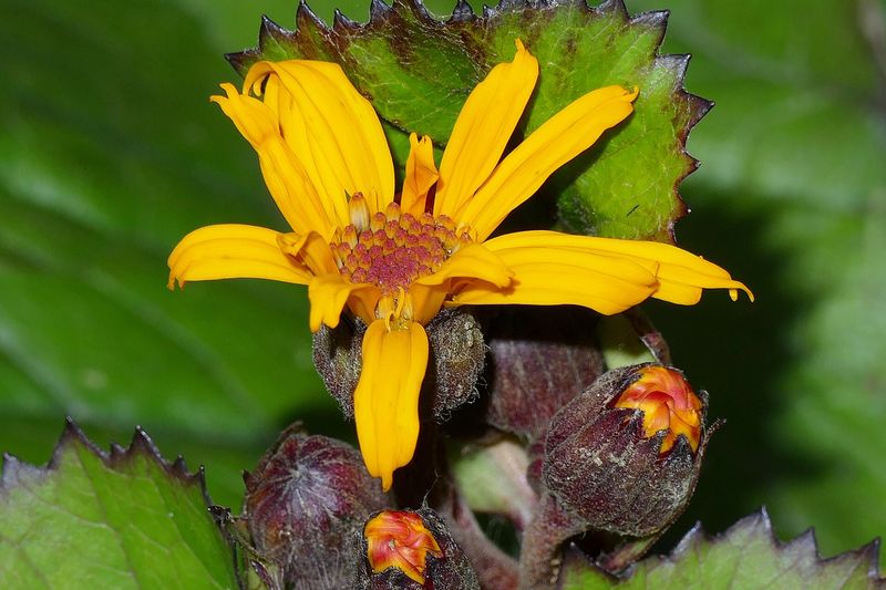 Бузульник (Ligularia dentata, Ligularia przewalskii)