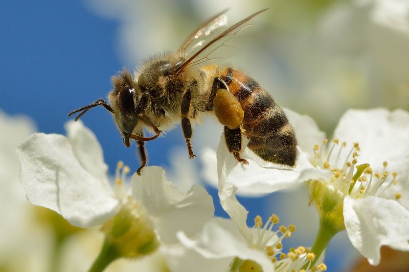 Черёмуха (Prunus padus, Prunus virginiana)