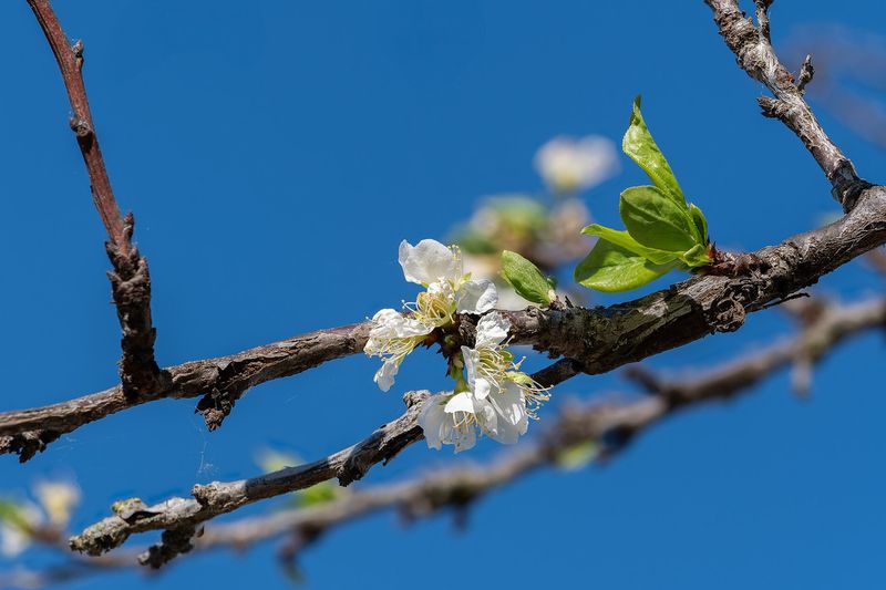Черешня (Prunus avium)