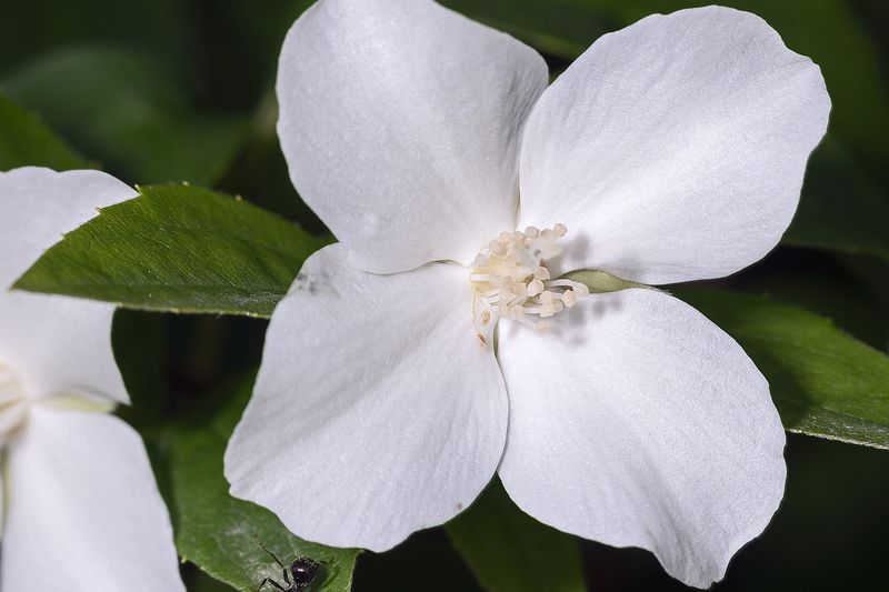 Чубушник (садовый жасмин) (Philadelphus coronarius, Philadelphus × lemoinei, Philadelphus × virginalis)