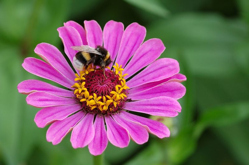 Цинния (Zinnia elegans)