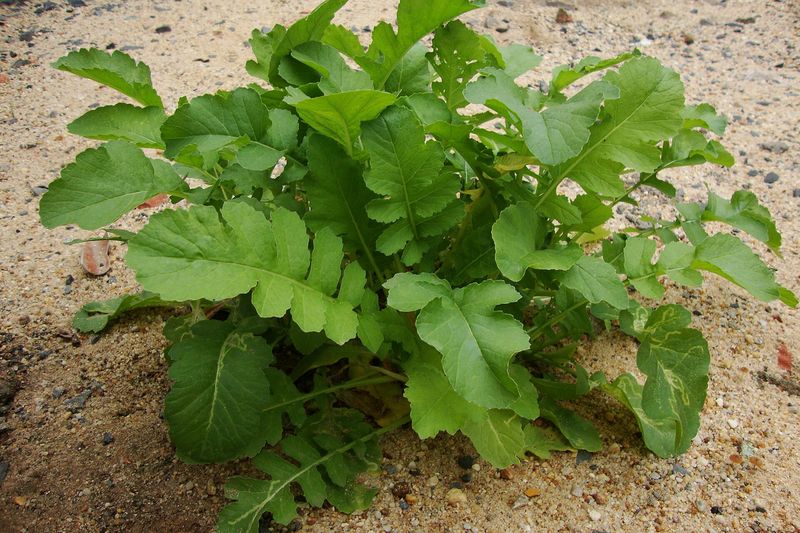 Дайкон (Raphanus sativus var. longipinnatus)