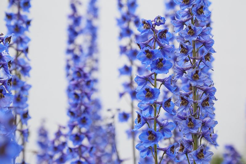 Дельфиниум (Delphinium elatum, Delphinium × cultorum)