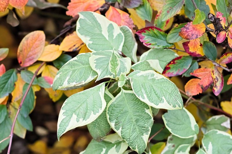 Дёрен белый (Cornus alba)