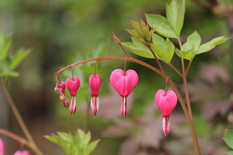 Дицентра (Lamprocapnos spectabilis (Dicentra spectabilis))