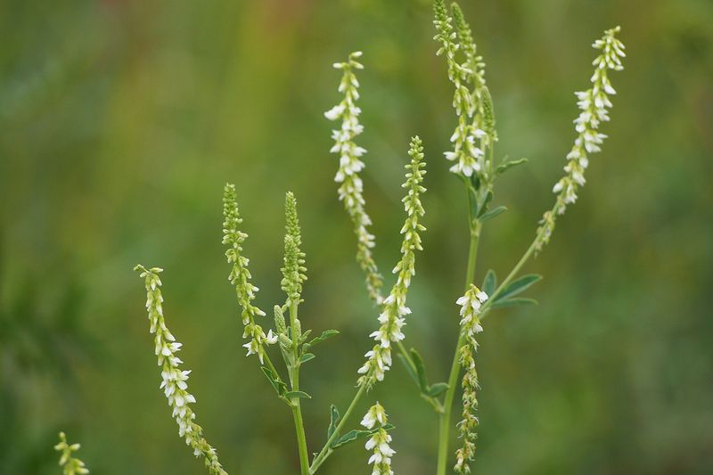 Донник (Melilotus officinalis, Melilotus albus)