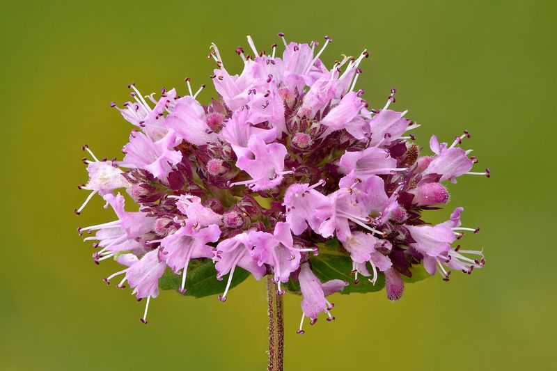 Душица (орегано) (Origanum vulgare)