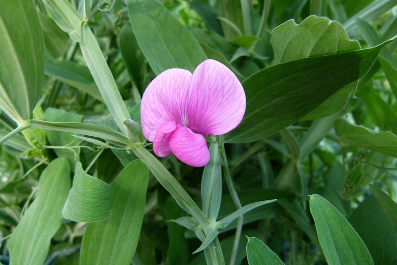 Душистый горошек (Lathyrus odoratus)