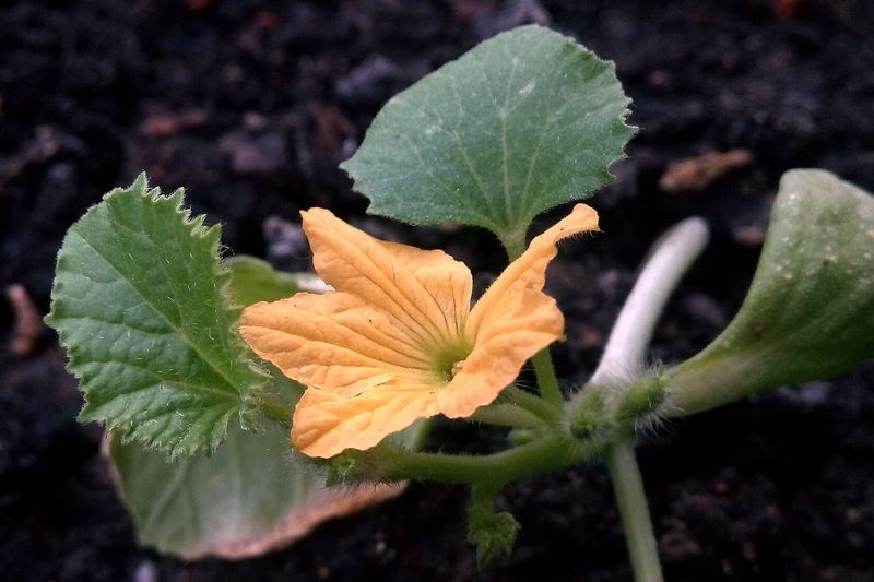 Дыня (Cucumis melo)